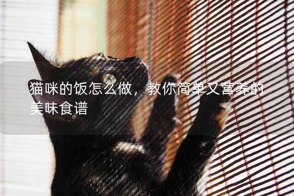 猫咪的饭怎么做，教你简单又营养的美味食谱