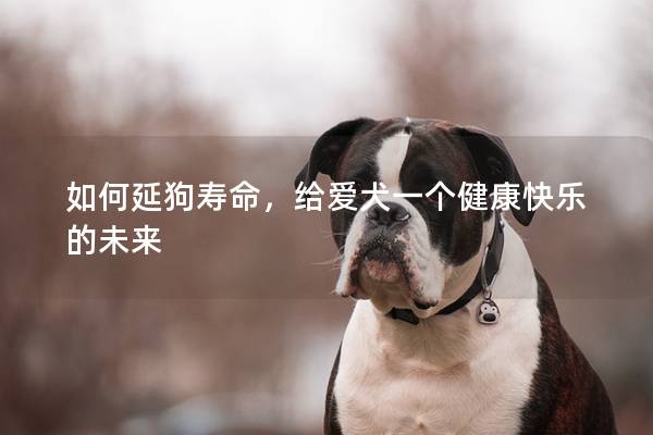如何延狗寿命，给爱犬一个健康快乐的未来