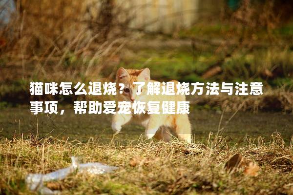 猫咪怎么退烧？了解退烧方法与注意事项，帮助爱宠恢复健康