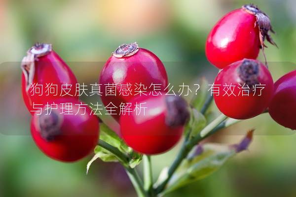 狗狗皮肤真菌感染怎么办？有效治疗与护理方法全解析
