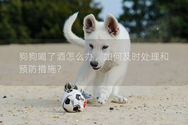 狗狗喝了酒怎么办，如何及时处理和预防措施？