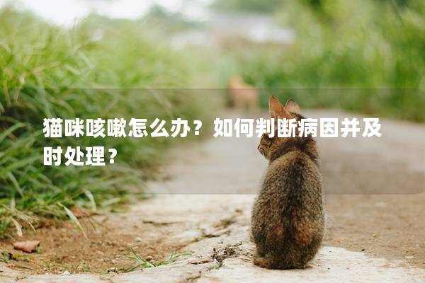 猫咪咳嗽怎么办？如何判断病因并及时处理？