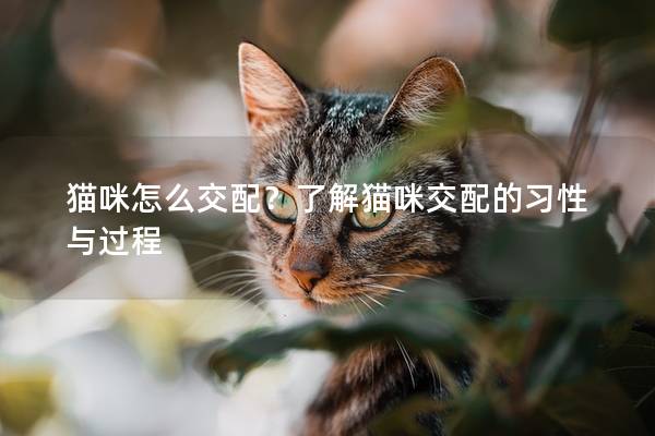 猫咪怎么交配？了解猫咪交配的习性与过程