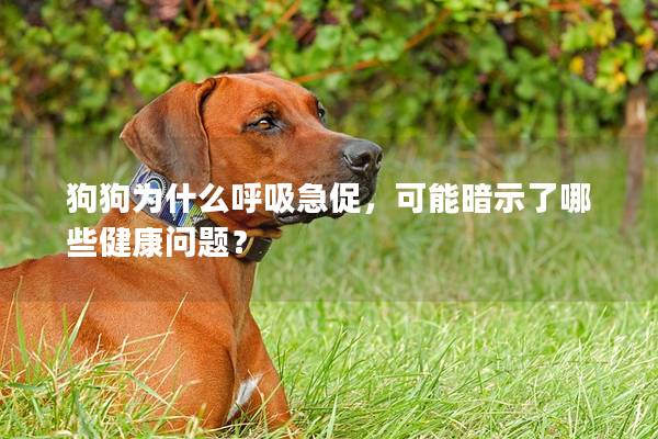 狗狗为什么呼吸急促，可能暗示了哪些健康问题？