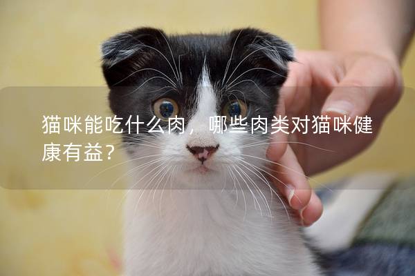 猫咪能吃什么肉，哪些肉类对猫咪健康有益？