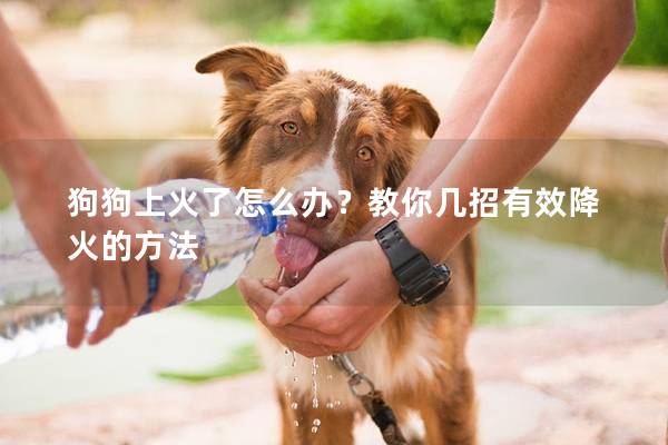 狗狗上火了怎么办？教你几招有效降火的方法