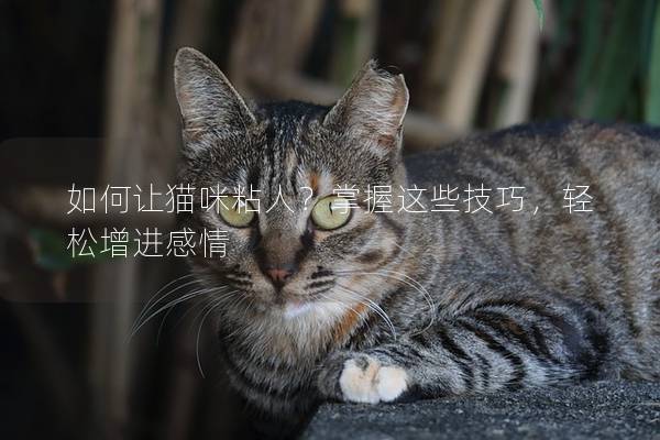 如何让猫咪粘人？掌握这些技巧，轻松增进感情