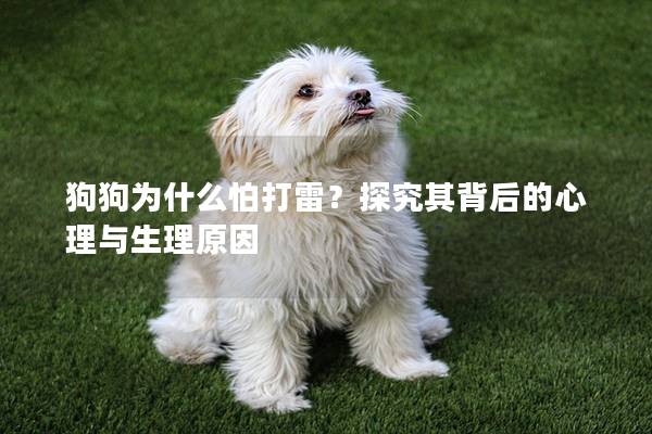 狗狗为什么怕打雷？探究其背后的心理与生理原因