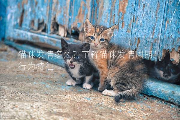 猫咪发情多久？了解猫咪发情周期与行为特征