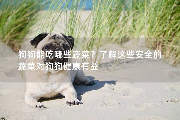 狗狗能吃哪些蔬菜？了解这些安全的蔬菜对狗狗健康有益