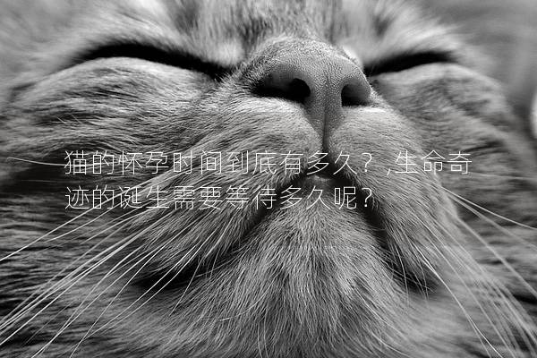 猫的怀孕时间到底有多久？,生命奇迹的诞生需要等待多久呢？
