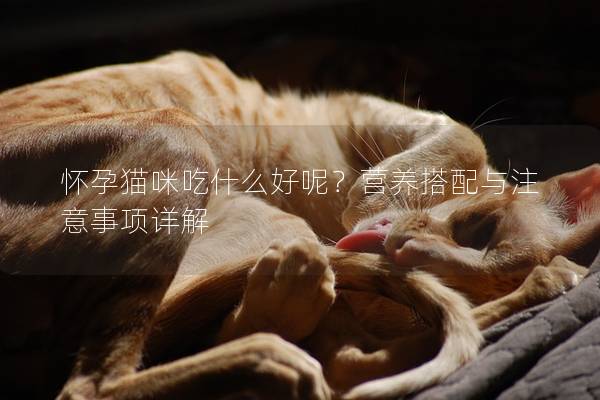 怀孕猫咪吃什么好呢？营养搭配与注意事项详解