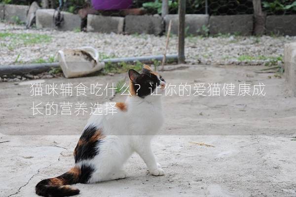 猫咪辅食吃什么？让你的爱猫健康成长的营养选择