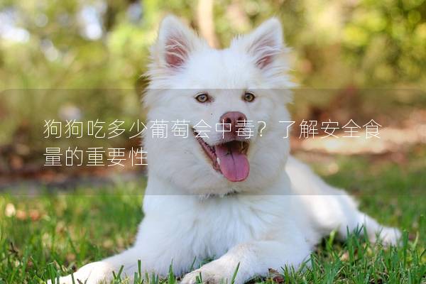 狗狗吃多少葡萄会中毒？了解安全食量的重要性