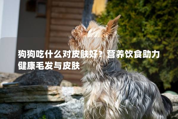 狗狗吃什么对皮肤好？营养饮食助力健康毛发与皮肤