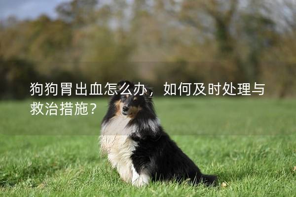 狗狗胃出血怎么办，如何及时处理与救治措施？