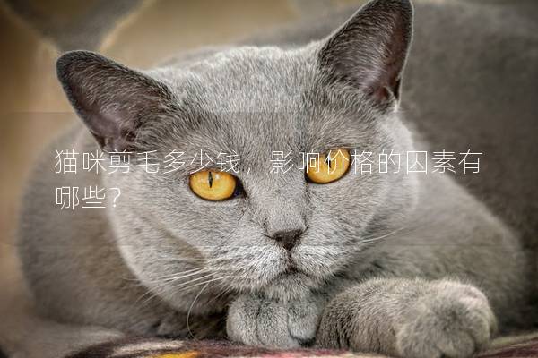 猫咪剪毛多少钱，影响价格的因素有哪些？