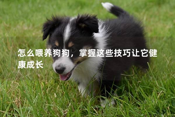 怎么喂养狗狗，掌握这些技巧让它健康成长