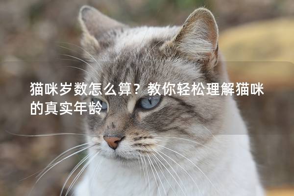 猫咪岁数怎么算？教你轻松理解猫咪的真实年龄