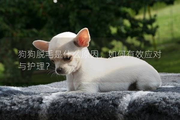 狗狗脱毛是什么原因，如何有效应对与护理？