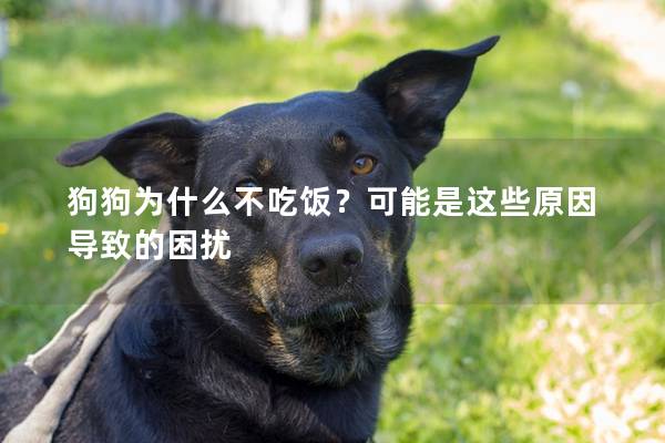 狗狗为什么不吃饭？可能是这些原因导致的困扰