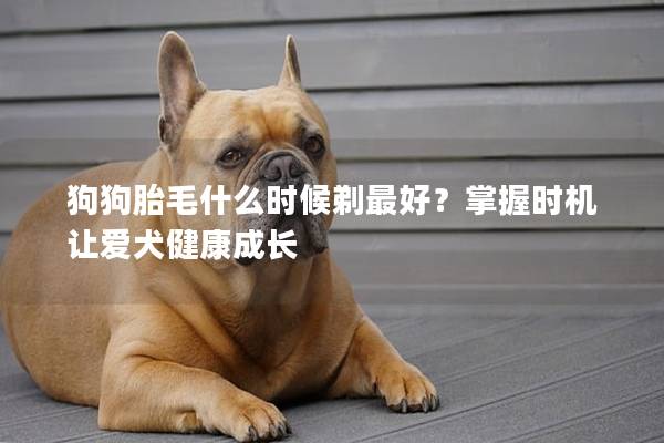 狗狗胎毛什么时候剃最好？掌握时机让爱犬健康成长