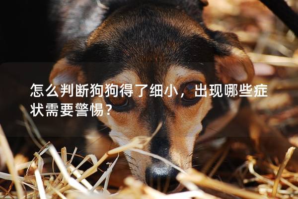 怎么判断狗狗得了细小，出现哪些症状需要警惕？