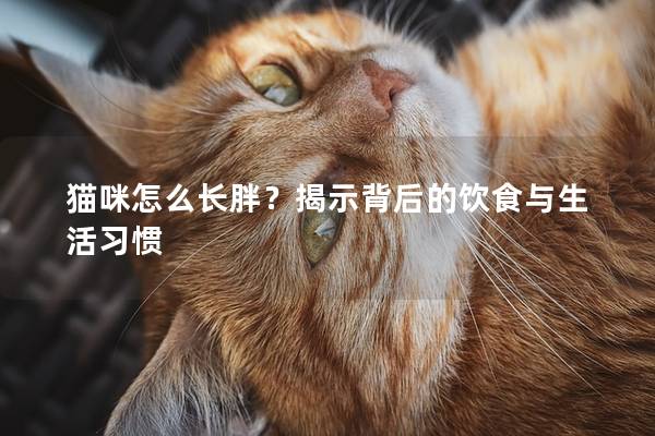 猫咪怎么长胖？揭示背后的饮食与生活习惯
