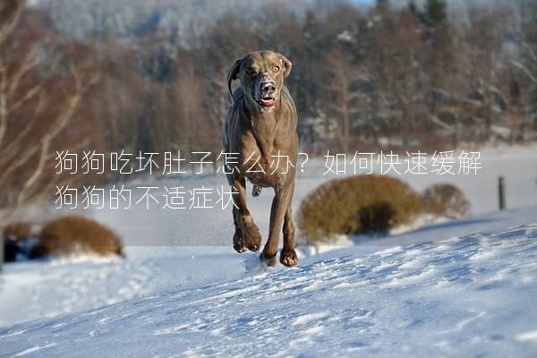 狗狗吃坏肚子怎么办？如何快速缓解狗狗的不适症状