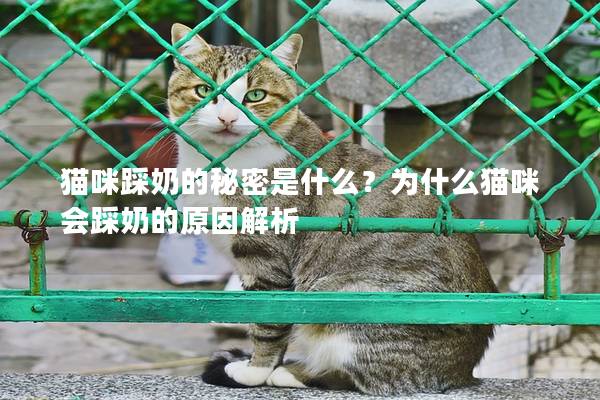猫咪踩奶的秘密是什么？为什么猫咪会踩奶的原因解析