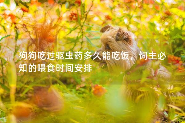 狗狗吃过驱虫药多久能吃饭，饲主必知的喂食时间安排