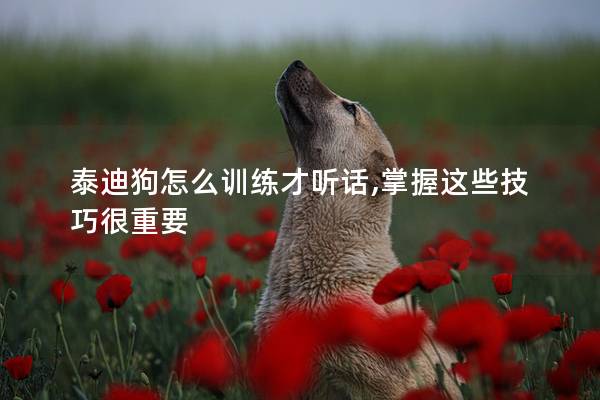 泰迪狗怎么训练才听话,掌握这些技巧很重要