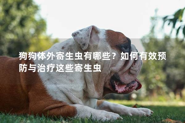 狗狗体外寄生虫有哪些？如何有效预防与治疗这些寄生虫