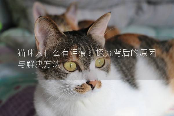 猫咪为什么有泪痕？探究背后的原因与解决方法