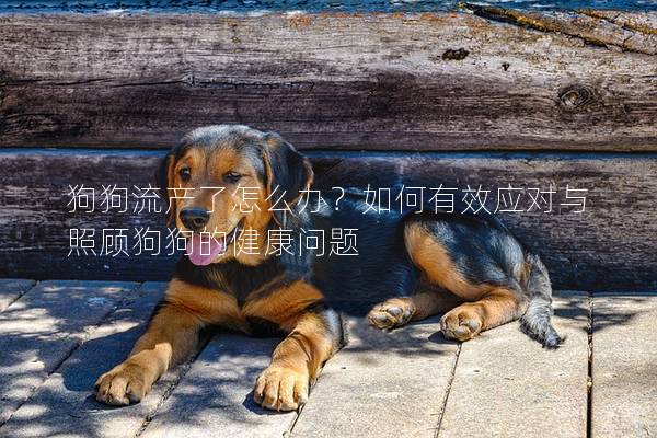 狗狗流产了怎么办？如何有效应对与照顾狗狗的健康问题
