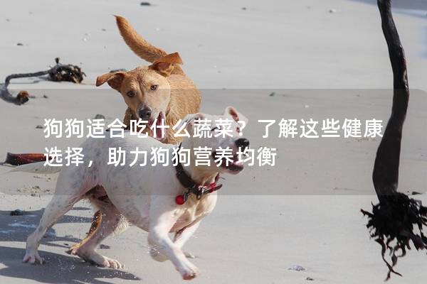 狗狗适合吃什么蔬菜？了解这些健康选择，助力狗狗营养均衡