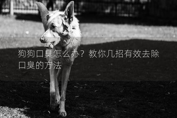 狗狗口臭怎么办？教你几招有效去除口臭的方法