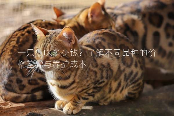 一只猫咪多少钱？了解不同品种的价格差异与养护成本