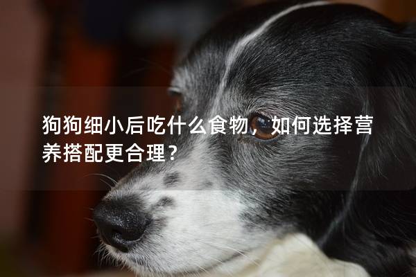狗狗细小后吃什么食物，如何选择营养搭配更合理？