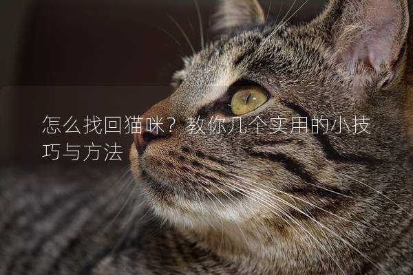 怎么找回猫咪？教你几个实用的小技巧与方法