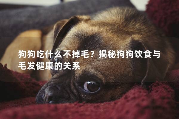 狗狗吃什么不掉毛？揭秘狗狗饮食与毛发健康的关系