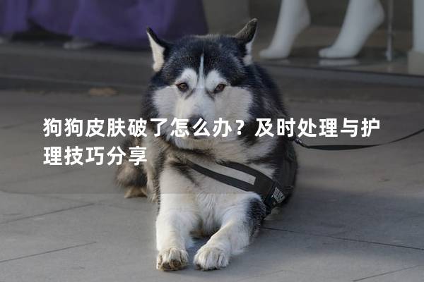 狗狗皮肤破了怎么办？及时处理与护理技巧分享