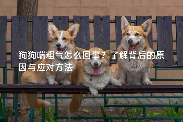 狗狗喘粗气怎么回事？了解背后的原因与应对方法