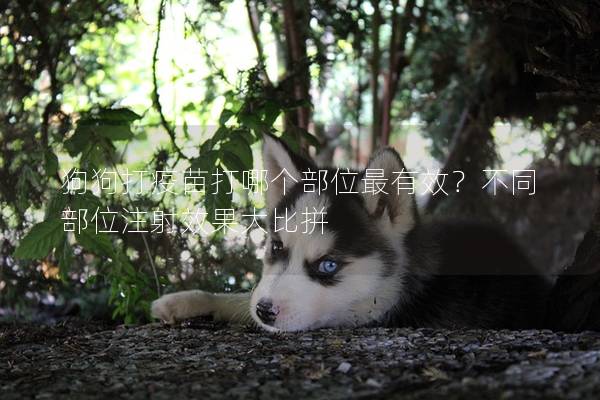 狗狗打疫苗打哪个部位最有效？不同部位注射效果大比拼