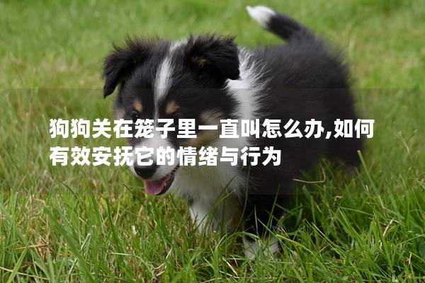 狗狗关在笼子里一直叫怎么办,如何有效安抚它的情绪与行为