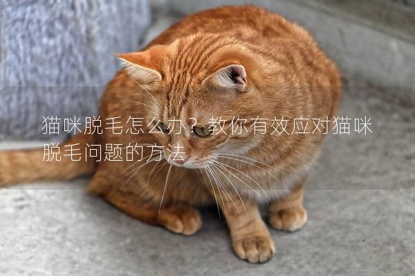 猫咪脱毛怎么办？教你有效应对猫咪脱毛问题的方法