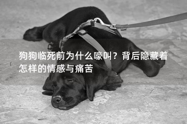 狗狗临死前为什么嚎叫？背后隐藏着怎样的情感与痛苦