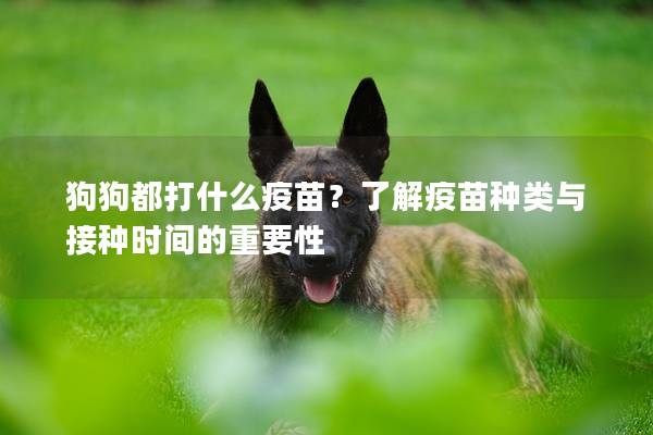 狗狗都打什么疫苗？了解疫苗种类与接种时间的重要性