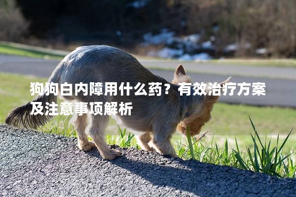 狗狗白内障用什么药？有效治疗方案及注意事项解析