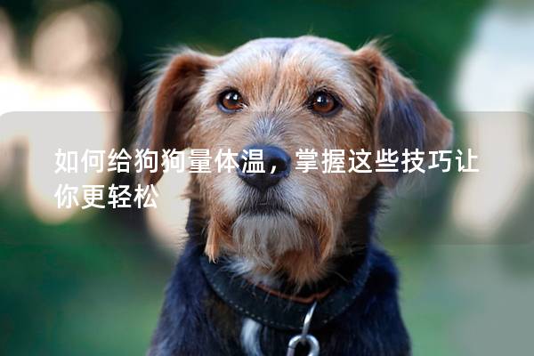 如何给狗狗量体温，掌握这些技巧让你更轻松